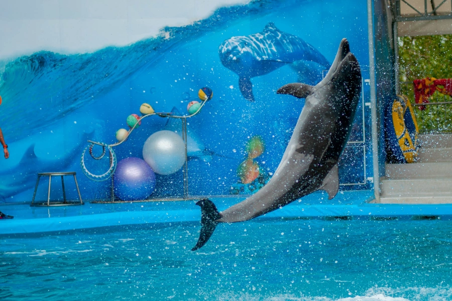 dubai-dolphinarium-2