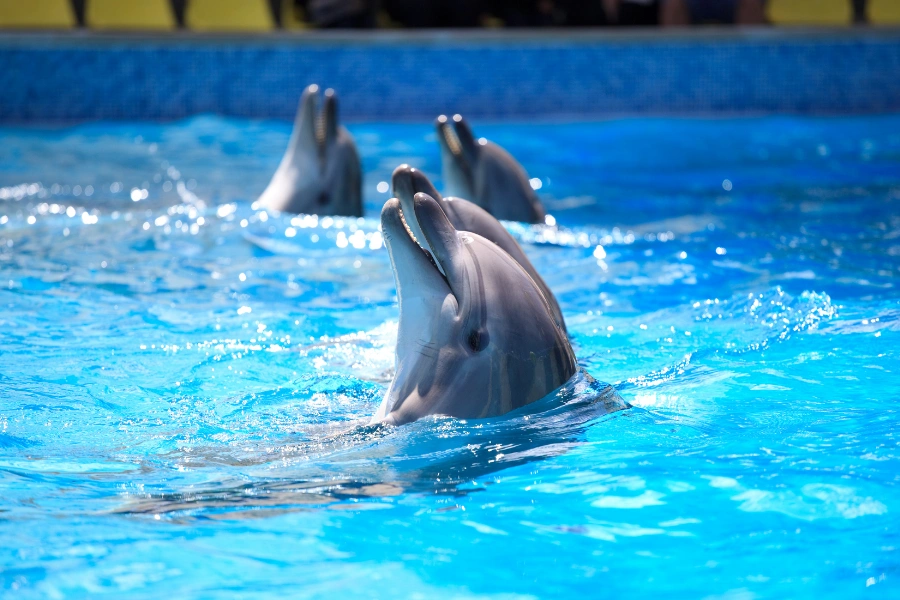 dubai-dolphinarium